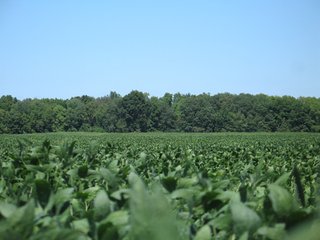 Property photo 6 - 78+/- Acres Offered in 2 Tracts - Real Estate Auction
